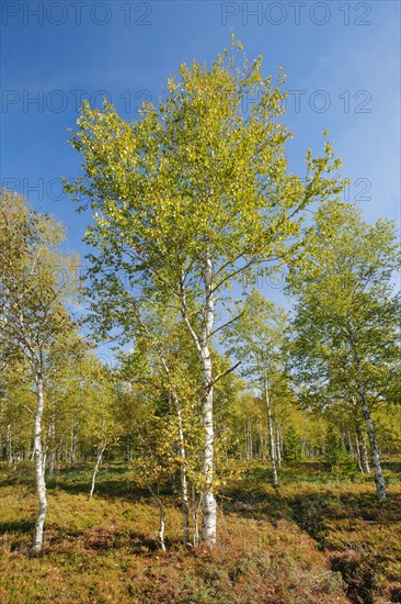 Large birch trees in early autumn with sunshine and blue sky