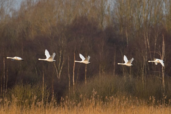 Migrating flock of tundra swans