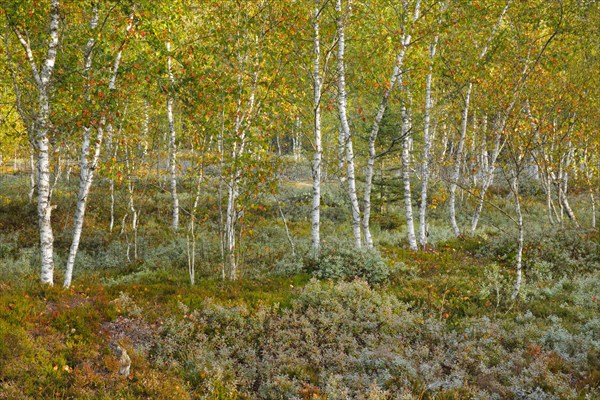 Birch forest and blueberry bushes in the high moor near Les Ponts-de-Martel
