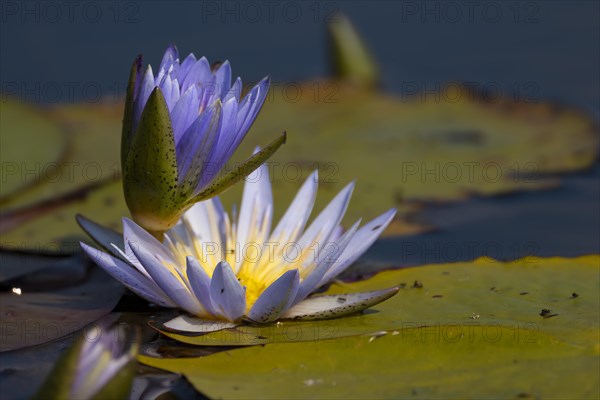 Water lilies