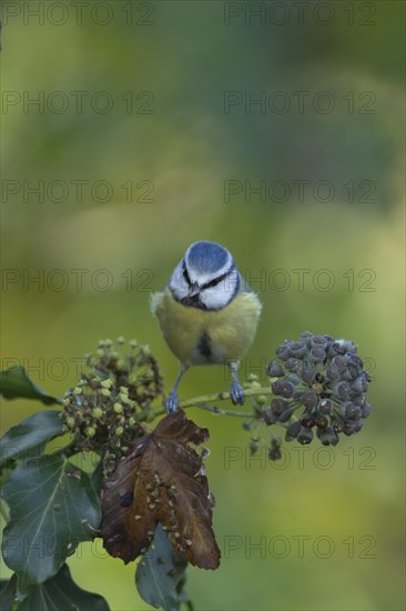 Blue tit
