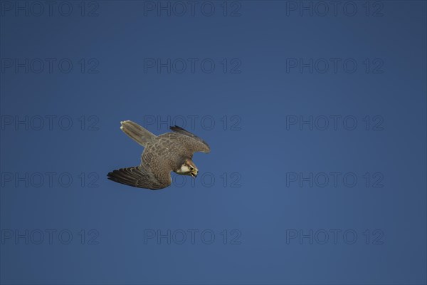 Lanner falcon