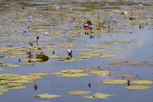 Water lilies