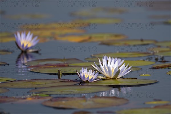 Water lilies