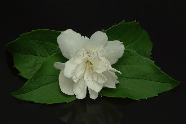 True common jasmine