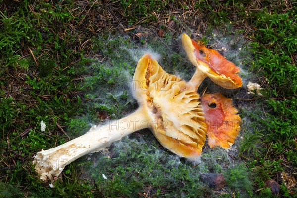 Red fly agaric