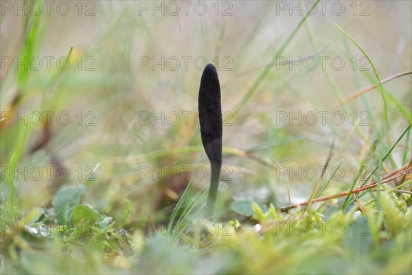 Black Earth Tongue