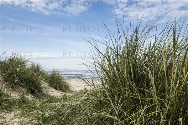 European marram grass
