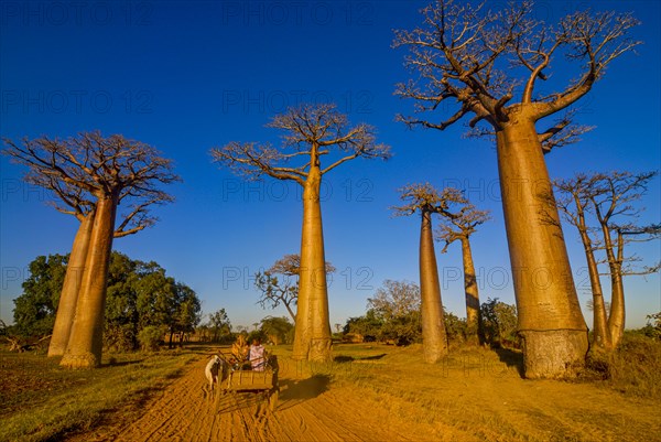 Ox cart at the Avenue de Baobabs near Morondavia