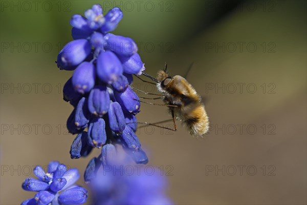 Large bee fly
