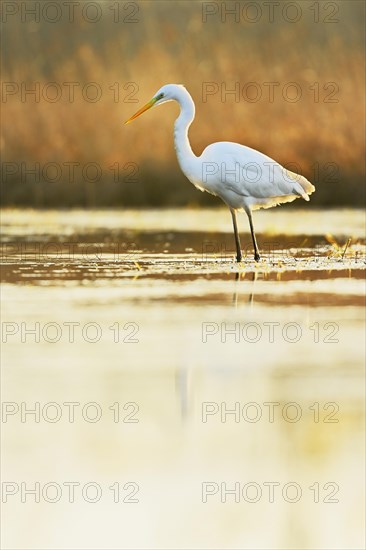 Great egret