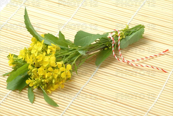 Black mustard