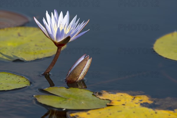 Water lilies