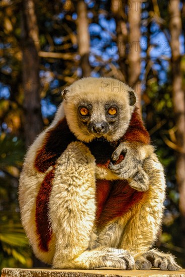 Coquerel-Sifaka