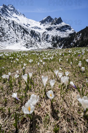Meadow full of white and purple crocuses