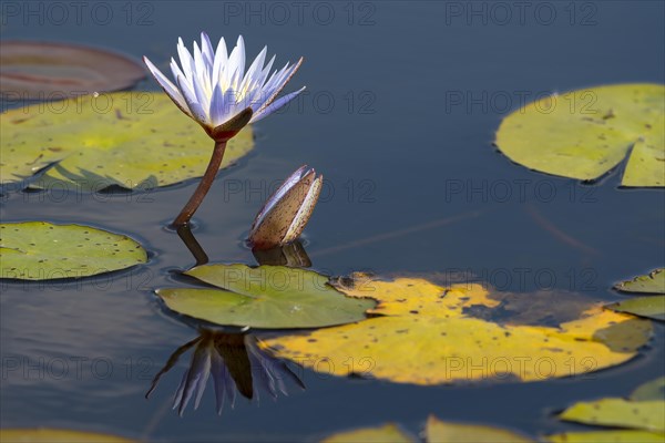 Water lily