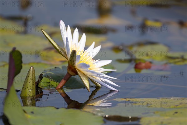 Water lily