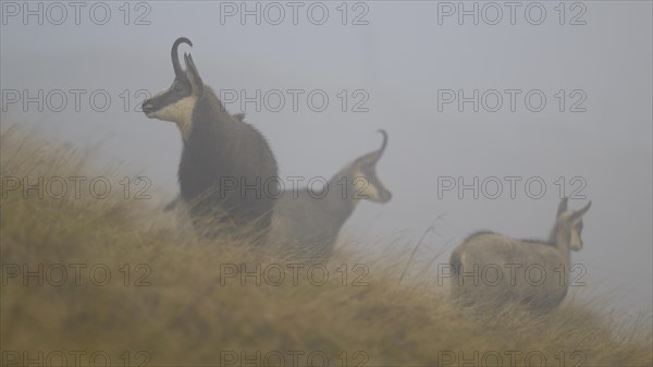 Chamois