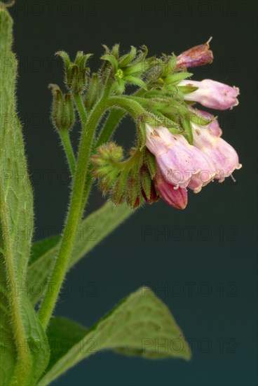 Medicinal plant common comfrey
