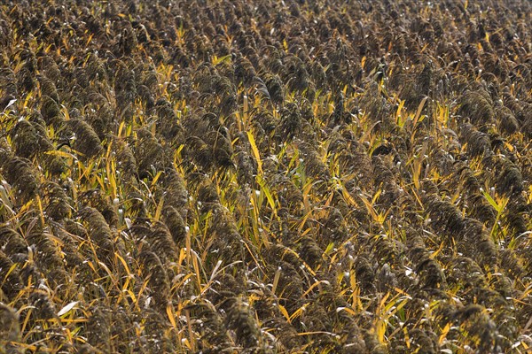 Strip of reed