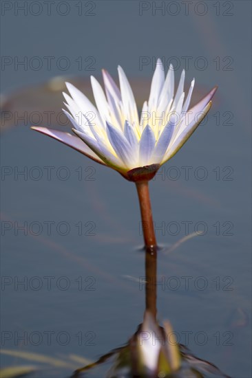 Water lily