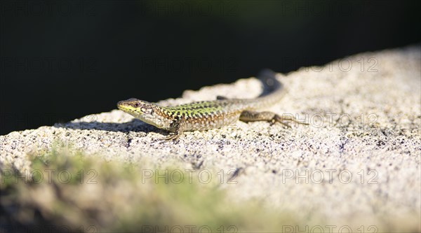 Tyrrhenian wall lizard