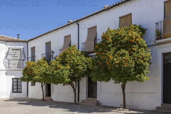 Pomeranian trees in the old town of Ronda