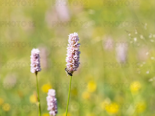 Meadow bistort