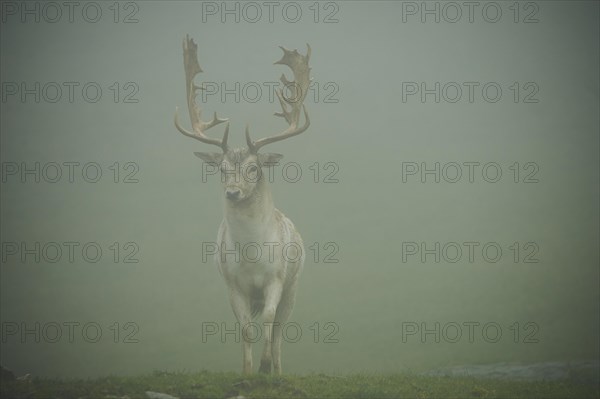 Damhirsch