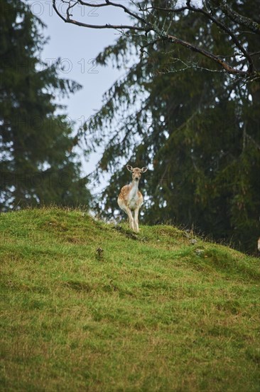 Damhirsch