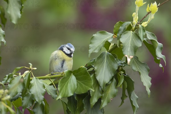Blue tit