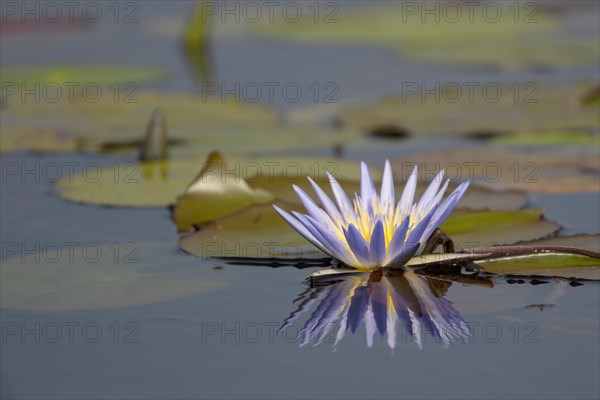 Water lily