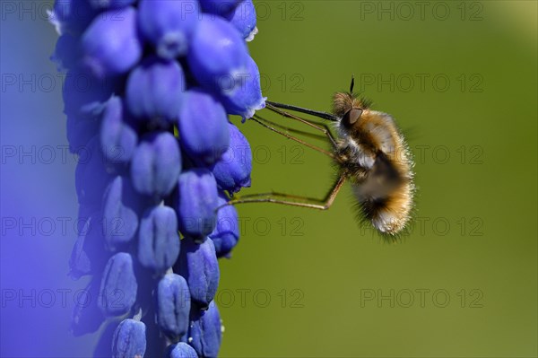 Large bee fly
