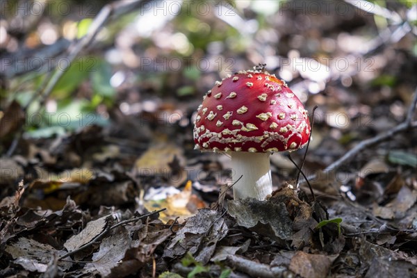 Fly agaric