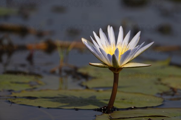 Water lily