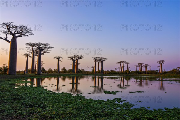 Lake reflecting the Avenue de Baobabs at sunrise