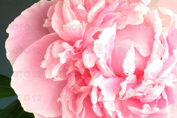 European peony