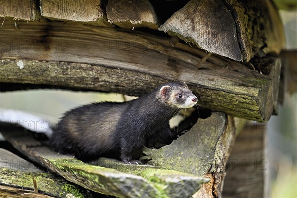 European polecat
