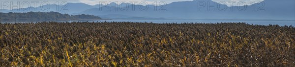 Strip of reeds
