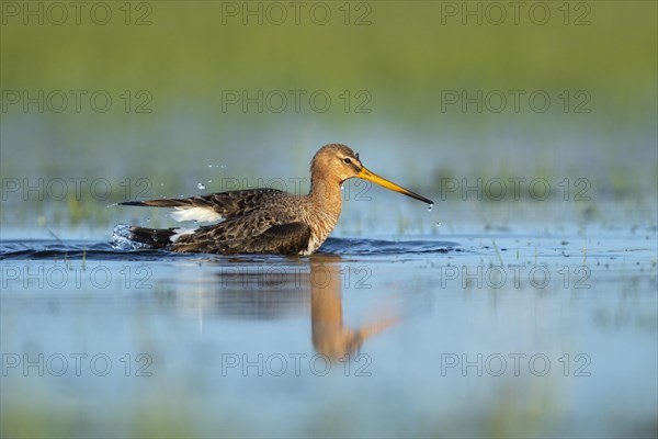 Black-tailed Godwit