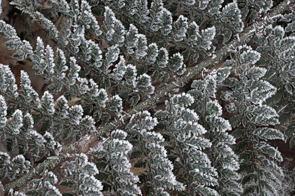 Shield fern