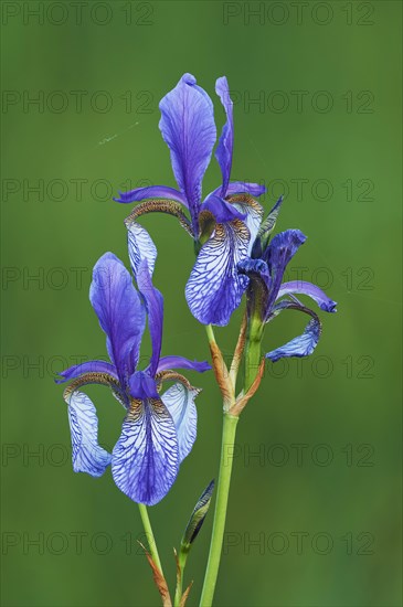 Siberian iris