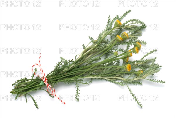 Medicinal plant Holy herb