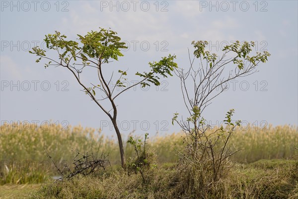 New plantlet emerges and grows into a tree or shrub
