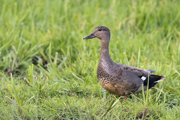 Gadwall