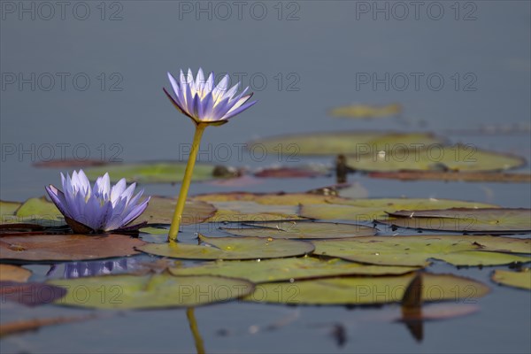 Water lilies