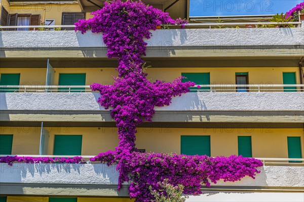 Purple bougainvillea