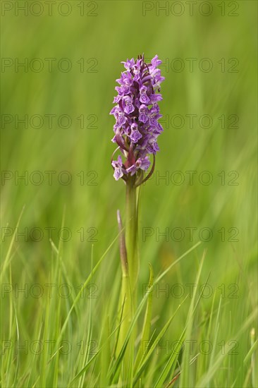 Moorland spotted orchid