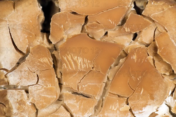 Dried baker's yeast
