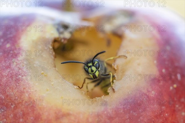 Common wasp